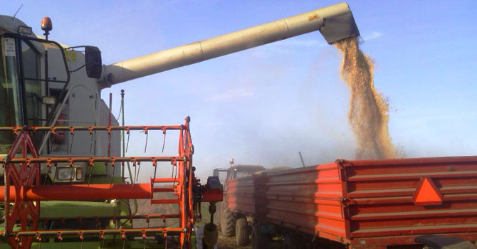 Szója aratása